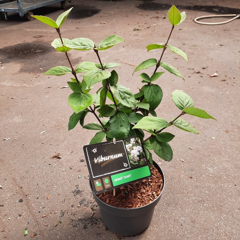 Viburnum carlesii 'Juddii' Jan Nieuwesteeg