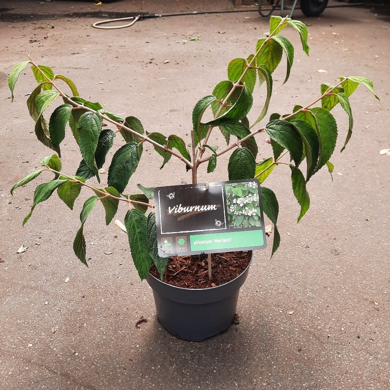 Viburnum carlesii 'Juddii' Jan Nieuwesteeg