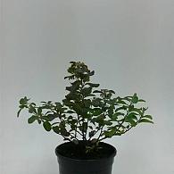 Spiraea betulifolia 'Tor'