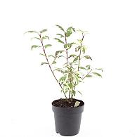Cornus alba 'Sibirica'