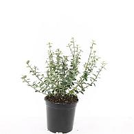 Euonymus fort. 'Emerald Gaiety'