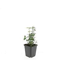 Euonymus fortunei radicans