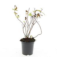 Hypericum i. 'Rheingold'