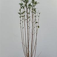 Ligustrum ovalifolium