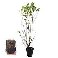 Ligustrum ovalifolium