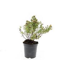 Potentilla f. 'Red Ace'