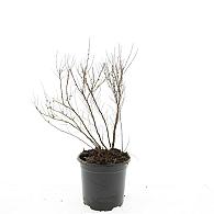 Spiraea thunbergii