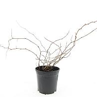 Stephanandra incisa 'Crispa'