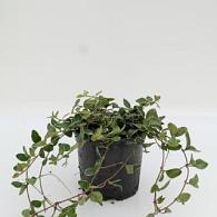 Vinca minor 'Argenteovariegata'