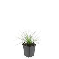 Festuca glauca 'Elijah Blue'