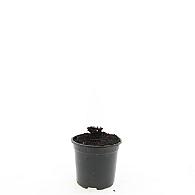 Geranium Rozanne