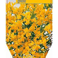 Genista lydia