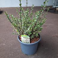 Myrtus c. 'Variegata'
