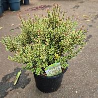 Myrtus c. 'Variegata'