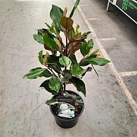 Magnolia grand. 'Little Gem'