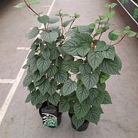 Schizophragma hyd. 'Moonlight'