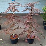 Acer pal. 'Garnet'