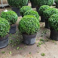 Buxus sempervirens  -Ball-
