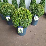 Buxus sempervirens  -Ball-