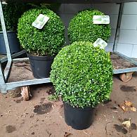 Buxus sempervirens  -Ball-