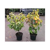 Cornus fl. 'Rainbow'