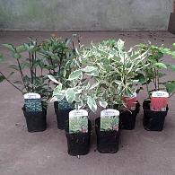 Cornus in varieties (dogwoods)
