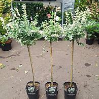 Euonymus fort. 'Harlequin'