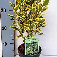 Euonymus jap. 'Bravo'
