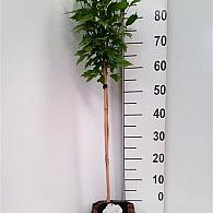 Hibiscus syr. Flower Tower White