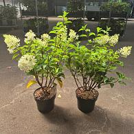 Hydrangea pan. 'Silver Dollar'
