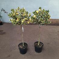Ilex altacl. 'Golden King'