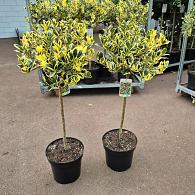 Ilex altacl. 'Golden King'
