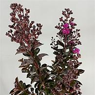 Lagerstroemia i. Rhapsody in Blue