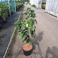 Magnolia 'Sunspire'
