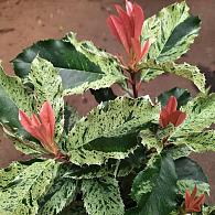 Photinia ser. Pink Crispy'