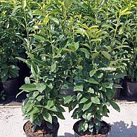 Prunus l. Genolia