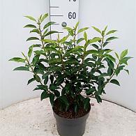 Prunus lusitanica 'Angustifolia'