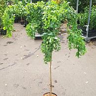 Robinia ps. Twisty Baby