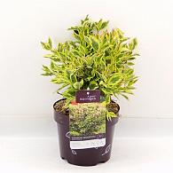 Weigela Rainbow Sensation