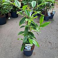 Magnolia Fairy Magnolia Cream