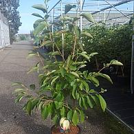 Magnolia 'Sunrise'