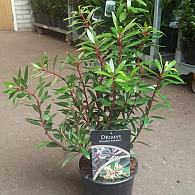 Drimys lanceolata 'Red Spice'