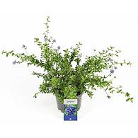 Ceanothus 'Blue Mound'