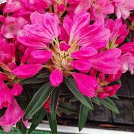 Rhododendron (AP) 'Graziella'