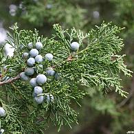 Juniperus chin. 'Keteleeri'