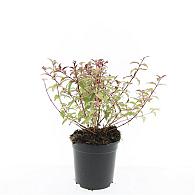 Fuchsia magel. 'Tricolor'