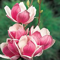 2202 magnolia soulangeana satisfaction