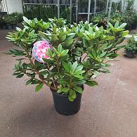Rhododendron in cultivars