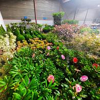 Our monthly suggestion of currently looking good Shrubs & Trees