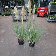 Cortaderia s. 'Pumila'